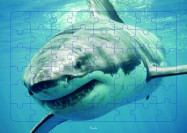 Requin : puzzle photo (48 pièces)