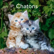 Calendrier 2027 Chatons
