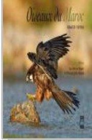 Oiseaux du Maroc