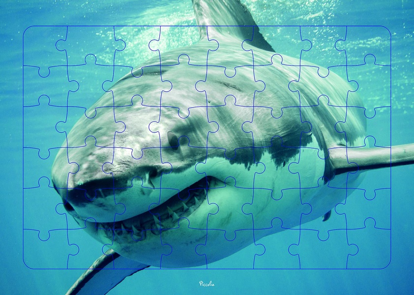 Requin : puzzle photo (48 pièces)