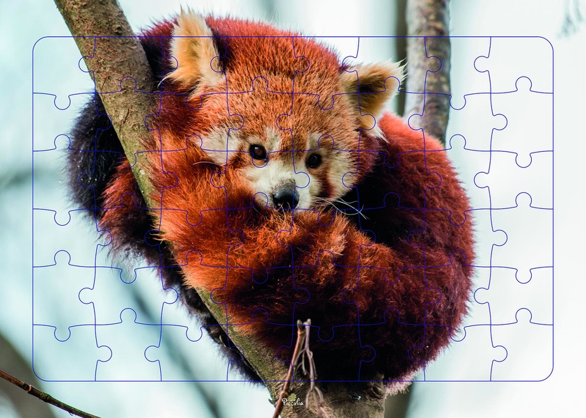 Panda roux : puzzle photo