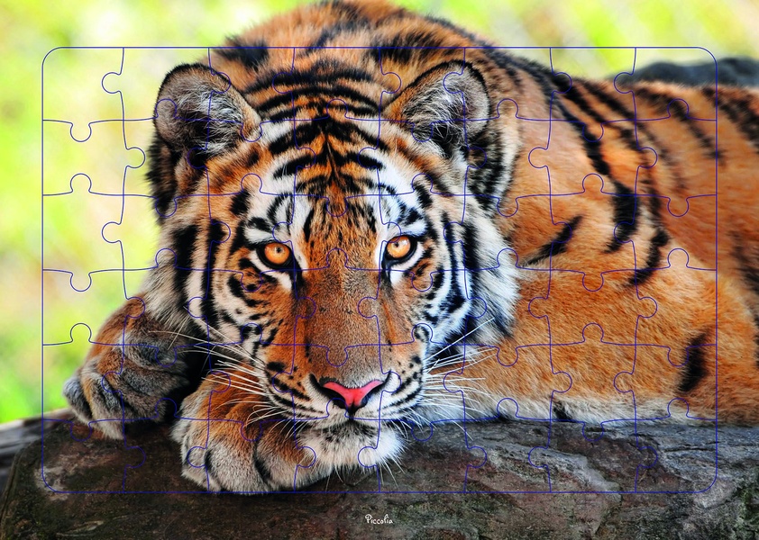 Tigre : puzzle photo (48 pièces)