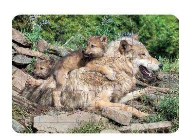 Loup : puzzle photo (48 pièces)
