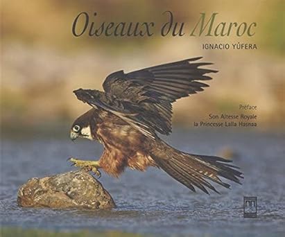 Oiseaux du Maroc